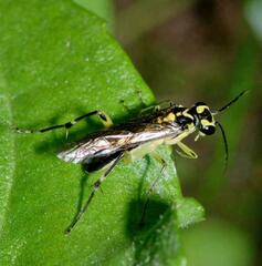 Pachyprotasis antennata