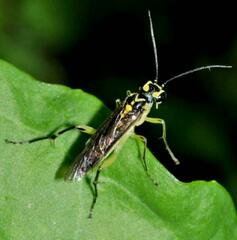 Pachyprotasis antennata