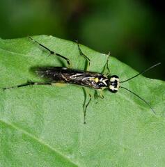 Pachyprotasis antennata