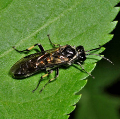 Macrophya albicincta