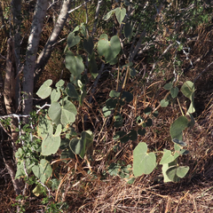 Allowissadula lozanoi