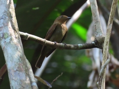 Schiffornis stenorhyncha