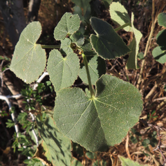 Allowissadula lozanoi