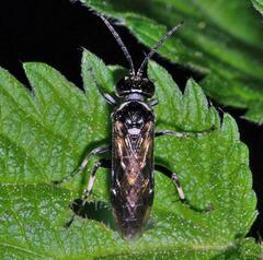 Macrophya albicincta