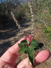 Aloysia macrostachya