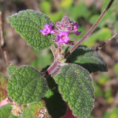 Aloysia macrostachya