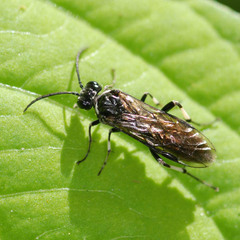 Macrophya albicincta