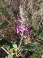 Aloysia macrostachya