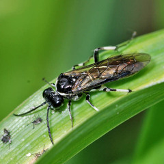 Macrophya albicincta