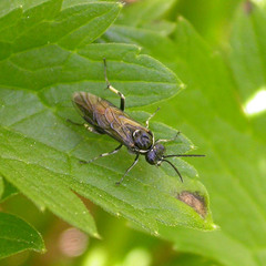 Macrophya albicincta