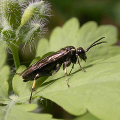 Macrophya albicincta