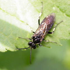 Macrophya albicincta