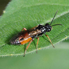 Aglaostigma aucupariae