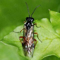 Aglaostigma aucupariae