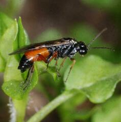 Aglaostigma aucupariae