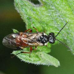 Aglaostigma aucupariae