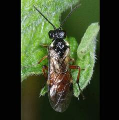 Aglaostigma aucupariae