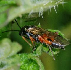 Aglaostigma aucupariae