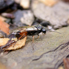Aglaostigma aucupariae