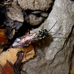 Aglaostigma aucupariae