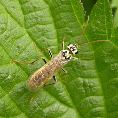 Aglaostigma lichtwardti