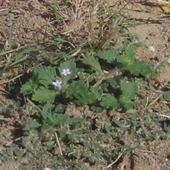 Glandularia quadrangulata