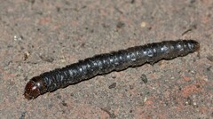 Aglossa pinguinalis