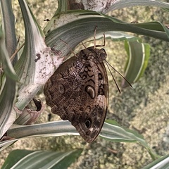 Opsiphanes quiteria meridionalis