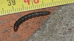 Aglossa pinguinalis