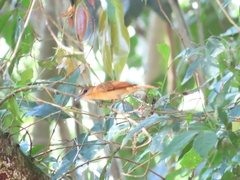 Pachyramphus cinnamomeus