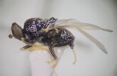 Gowdeyana punctifera