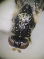 Gowdeyana punctifera