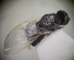 Gowdeyana punctifera