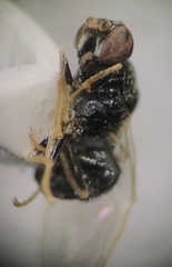 Gowdeyana punctifera