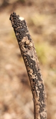 Rosellinia