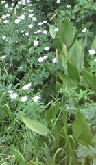 Veratrum californicum