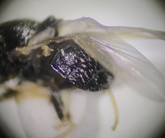 Gowdeyana punctifera