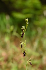 Ophrys insectifera