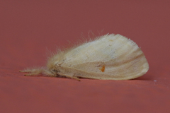 Euproctis bicolor