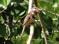 Hypnelus ruficollis