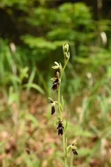 Ophrys insectifera