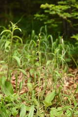 Ophrys insectifera