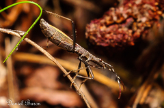 Micrelytra fossularum