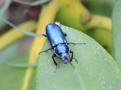 Platycerus