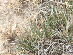 Ephedra compacta