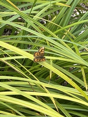 Lycaena enysii