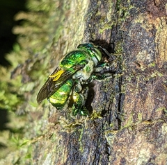 Euglossini