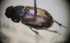 Chilothorax