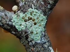 Physcia pumilior