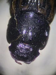 Chilothorax